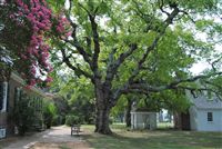 Historic Tree Preservation Workshop