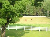 Click for a larger image! Historic real estate listing for sale in Peterborough, NH
