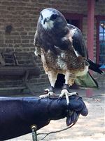 UC Davis Raptor Center Comes to Vacaville’s Peña Adobe Park