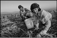 In the Fields of the North / En los Campos del Norte