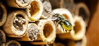 Raising Mason Bees - Zoom Presentations