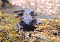 Big Night for Salamanders! @ Genesee Country Village & Museum