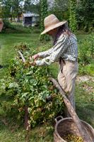 Hop Harvest Festival @ Genesee Country Village & Museum